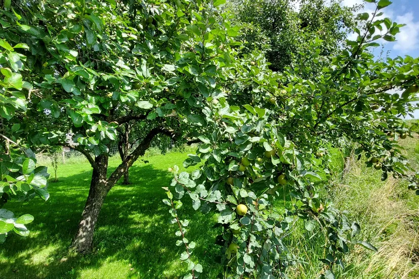hoogstamfruitbomen