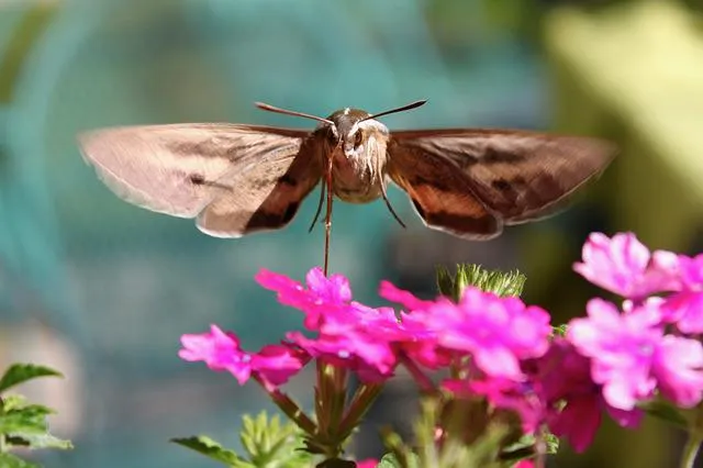 hummingbird moth g409aff1cb 640