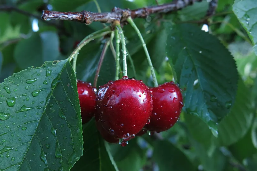 kersen radfotosonn pixabay