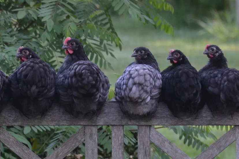 kippen wilma polinder pixabay