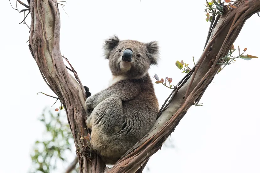 koala becky tregear pixabay