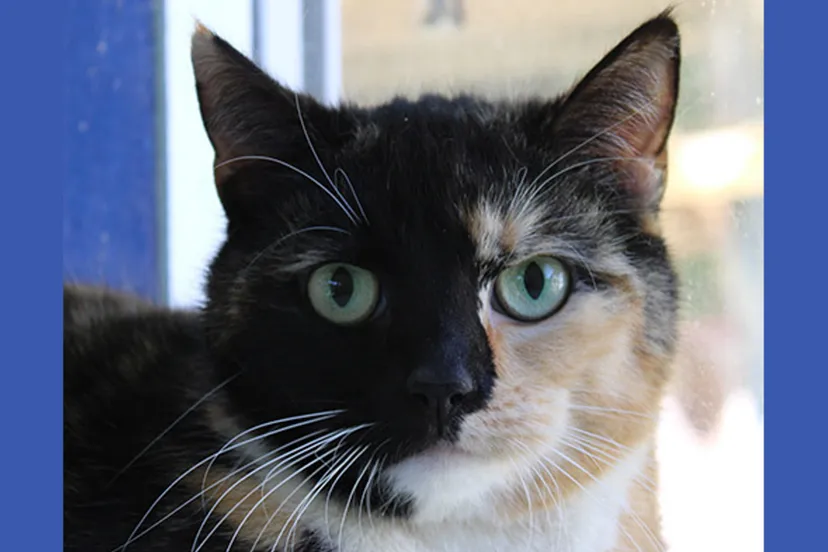 lady dierentehuis arnhem en omstreken