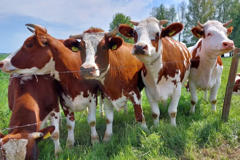 landelijke koeien heteren