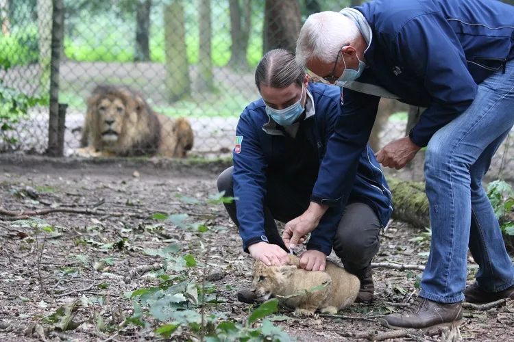 leeuwenwelpen enten 5