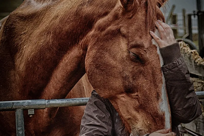 love for animals friendship horse love connectedness