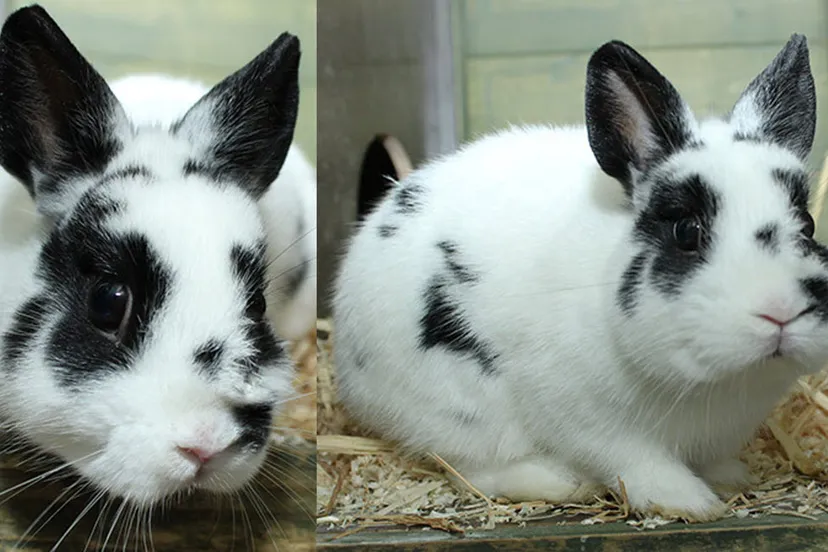 marcel dierentehuis arnhem en omstreken