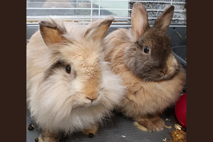 margaret elizabeth dierentehuis arnhem en omstreken