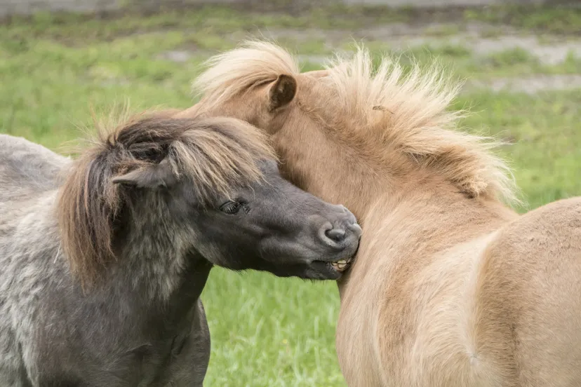 minipaardjes sharronp pixabay