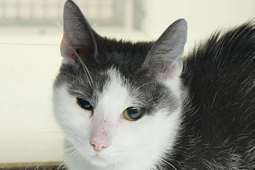 mushu dierentehuis arnhem en omstreken