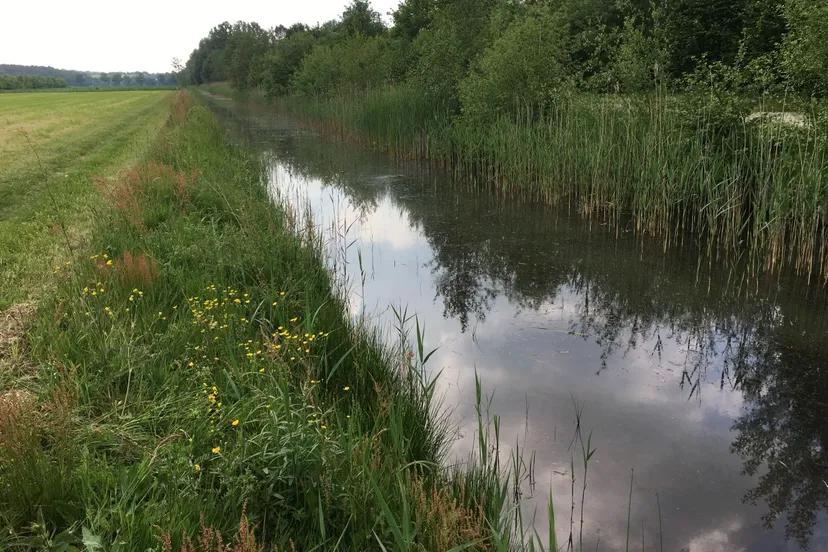 natuurvriendelijke oever wsrl