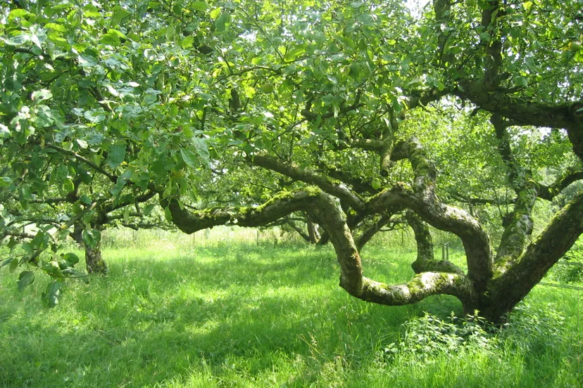 oude appelboom