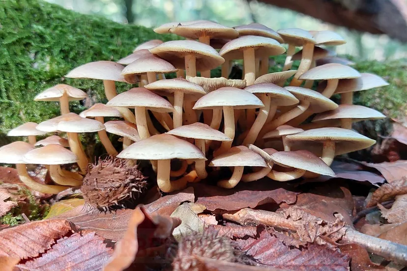 paddenstoelen