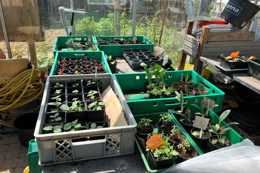 plantjes voor de plantjesmarkt