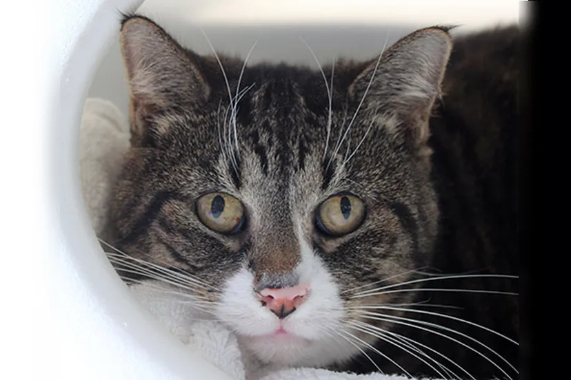 puck dierentehuis arnhem en omstreken