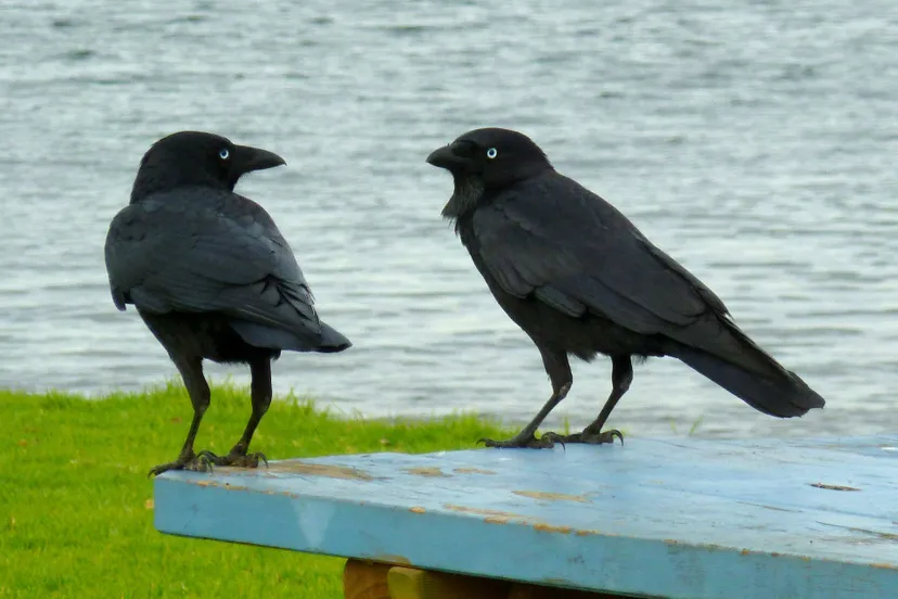 raven nettiebee pixabay