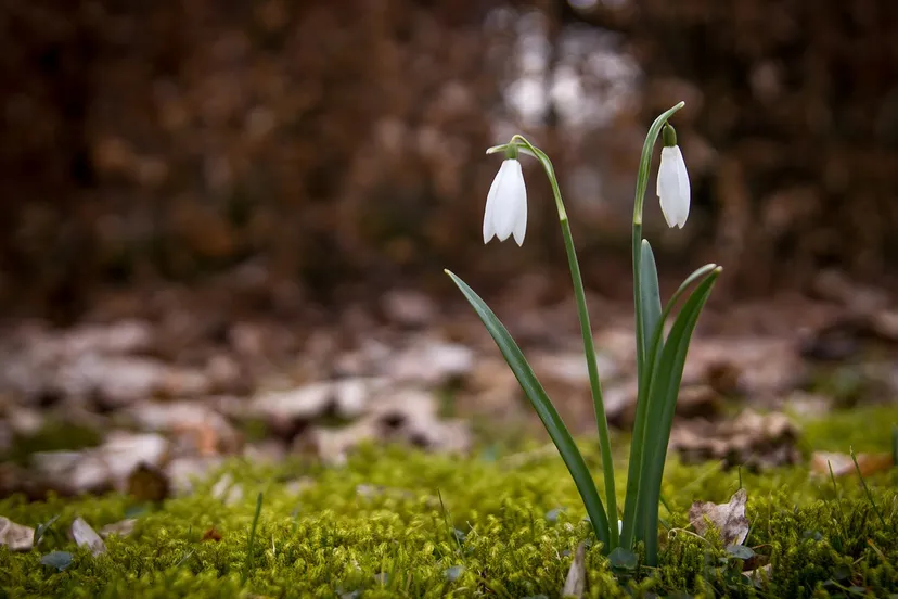 sneeuwklokjes kilodk piaxay