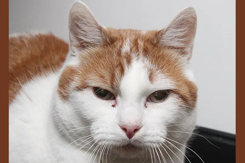 timo dierentehuis arnhem en omstreken