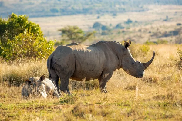 tomsmit neushoorn600 400