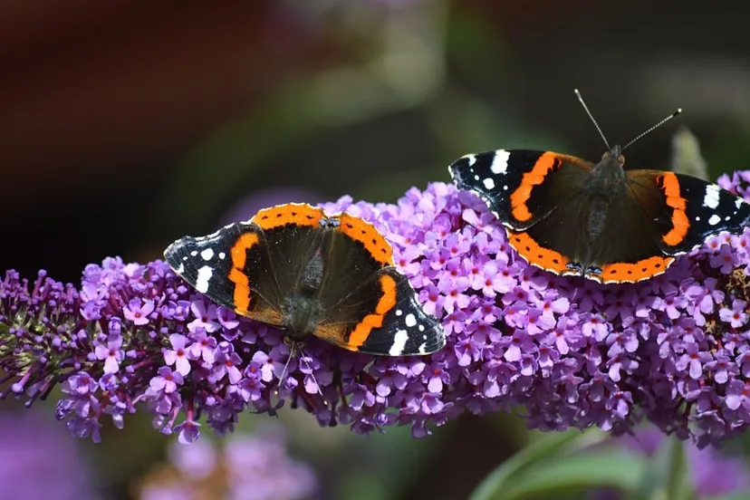 vlinderstruik paars neelam pixabay