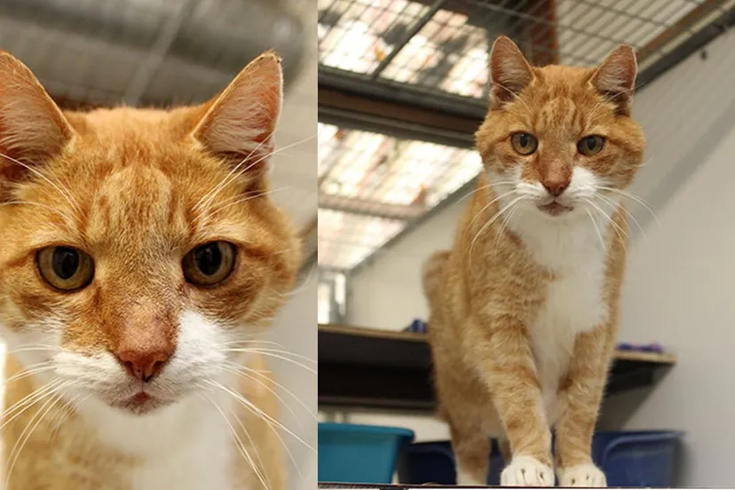 waldo dierentehuis arnhem en omstreken