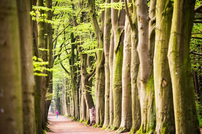 wandelen oranjewoud