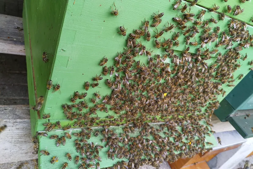 whatsapp image 2020 06 19 at 194346