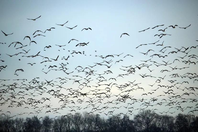 wild geese flock of birds winter migratory birds swarm geese birds wild goose 660541jpgd