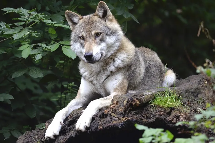 wolf 1336229 960 720