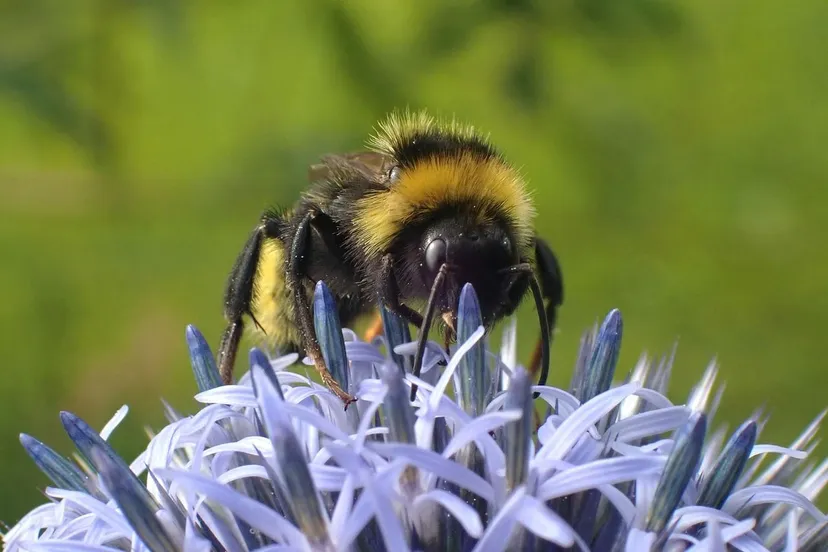 hommel annemarievandam23 via pixabay