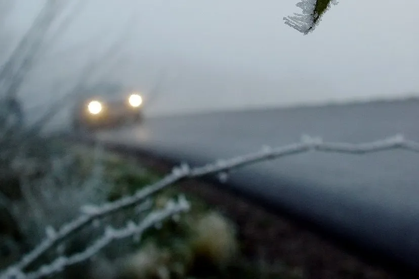 glad moniquayle via pixabay