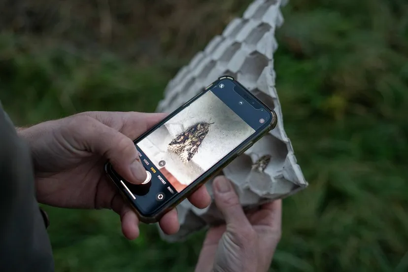 nachtvlinders worden geregistreerd door het insturen van fotos
