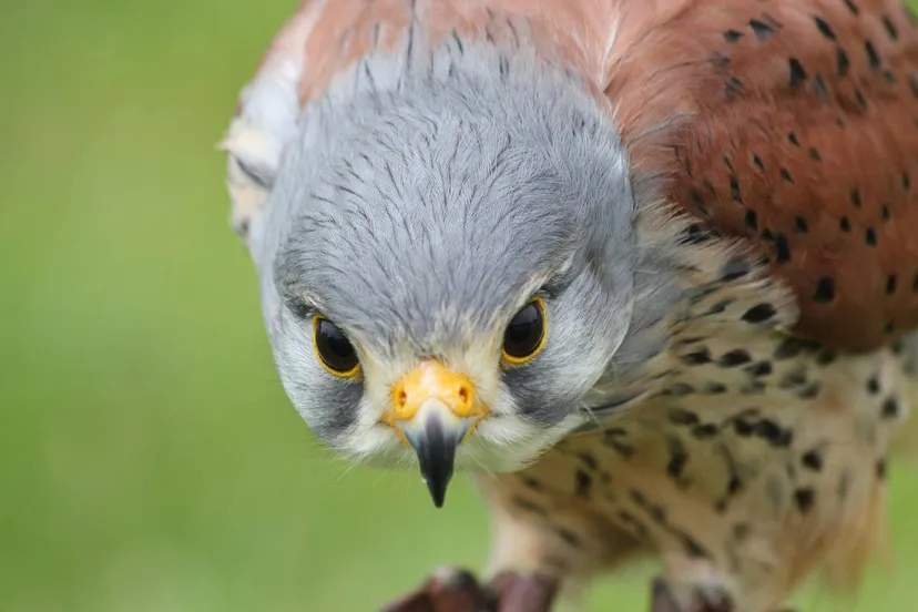 torenvalk pbarlowart pixabay