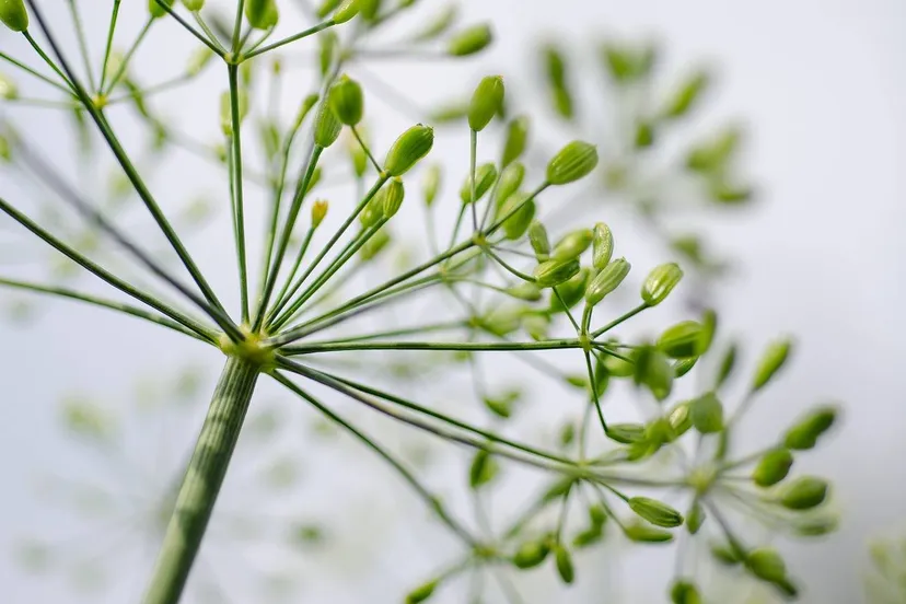 dille kathas fotos pixabay