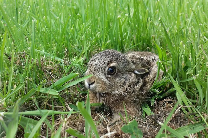 jong haasje prierlechapelet pixabay