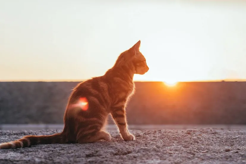 zonsondergang met kat kucukgulberkan pixabay