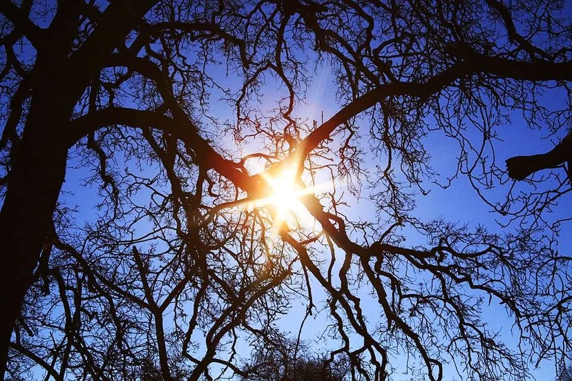 zon kennedyfotos pixabay