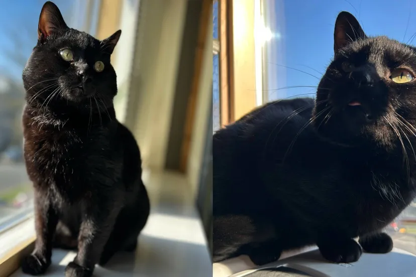 Frank-34430-nieuwste-2