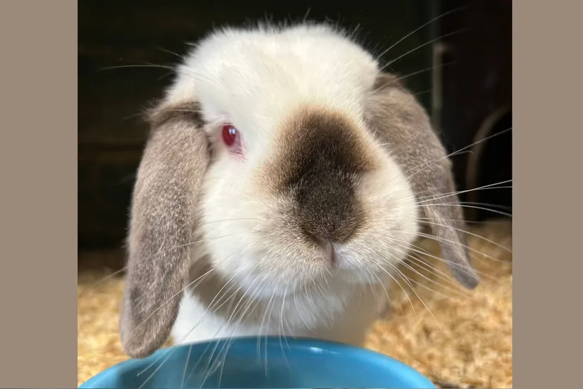 Jills-202521420-nieuw-2