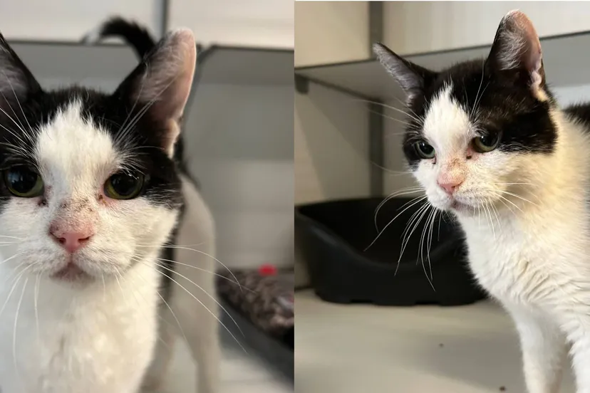 Queenee-202520766-nieuw-3