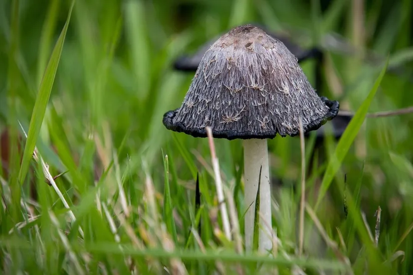 Inktzwam dendoktoor Pixabay