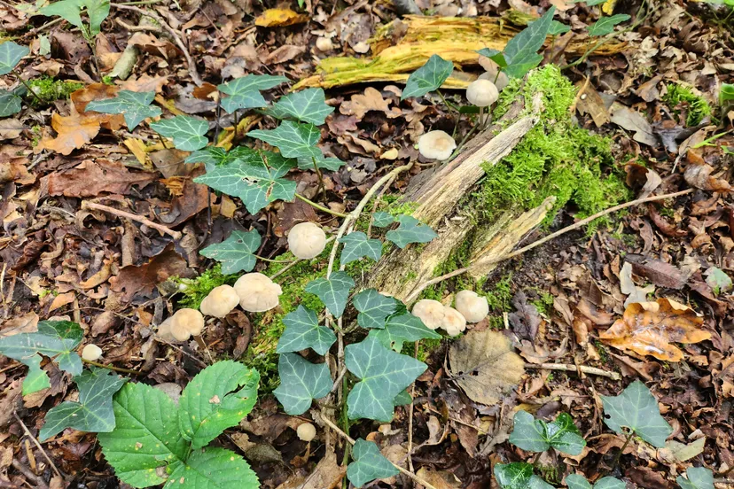 Paddestoelen Herfst 20231008_150151