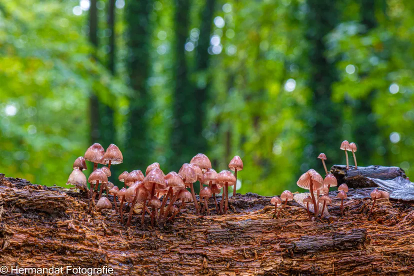 Grote bloedsteel mycena-8233
