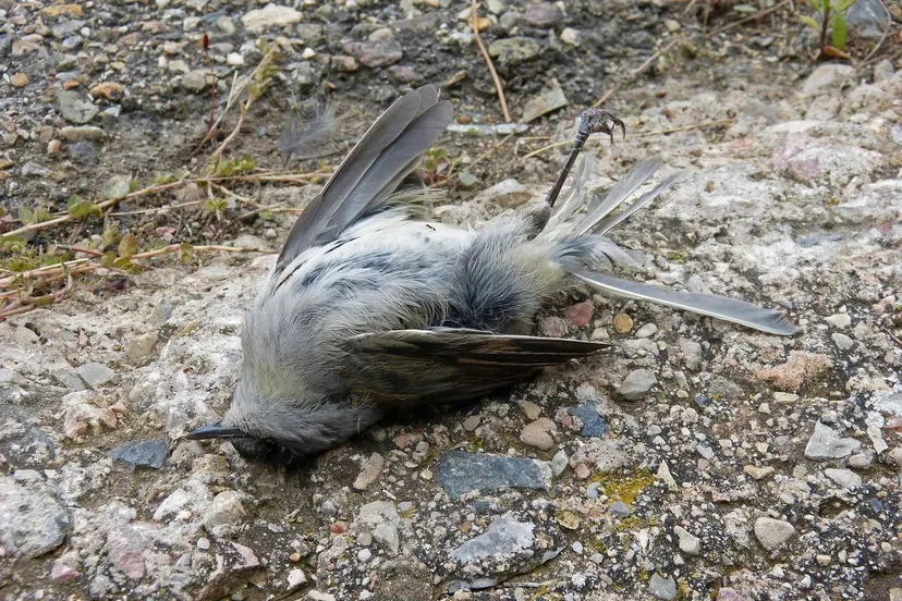 Dode vogel makamuki0 Pixabay