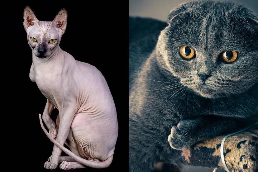 Naaktkat Kirgiz03 Pixabay Scottish-fold-edofs1 pixabay