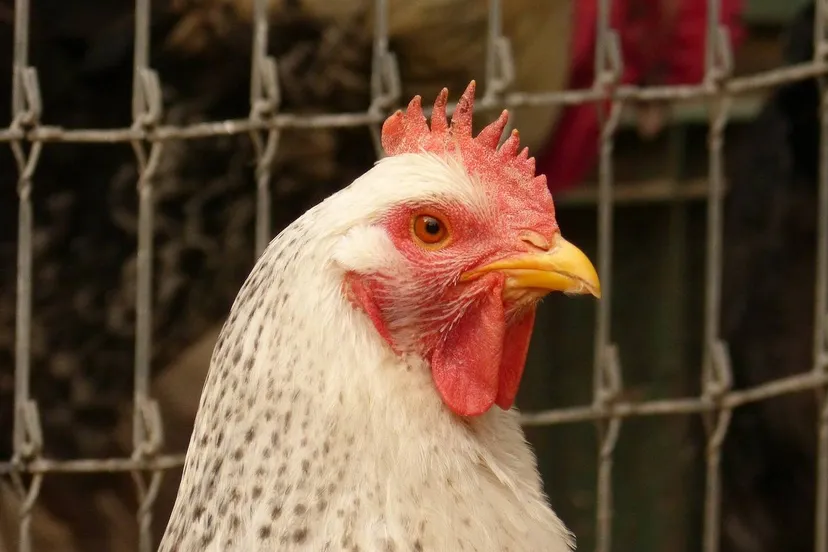 Kip, makumuki0, Pixabay