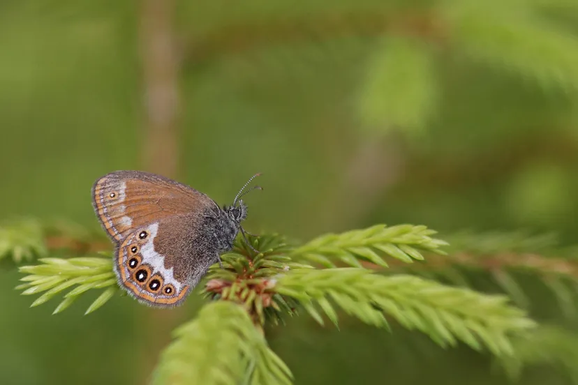 Zilverstreephooibeestje Bouke ten Cate CC BY-SA 4.0 Wikimedia