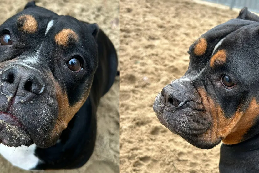 Huisdier van de week - Taja - Dierentehuis Arnhem en omstreken (4)