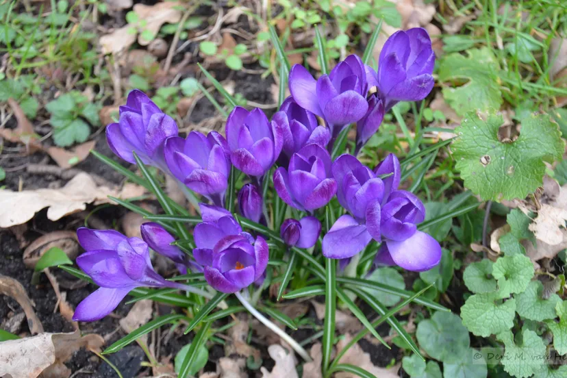 Crocusjes (1)