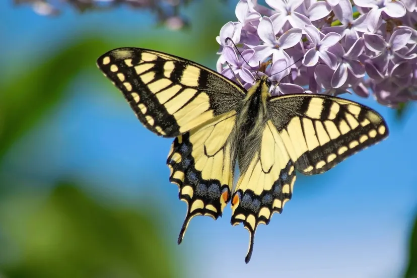 Koninginnenpage, Pixabay