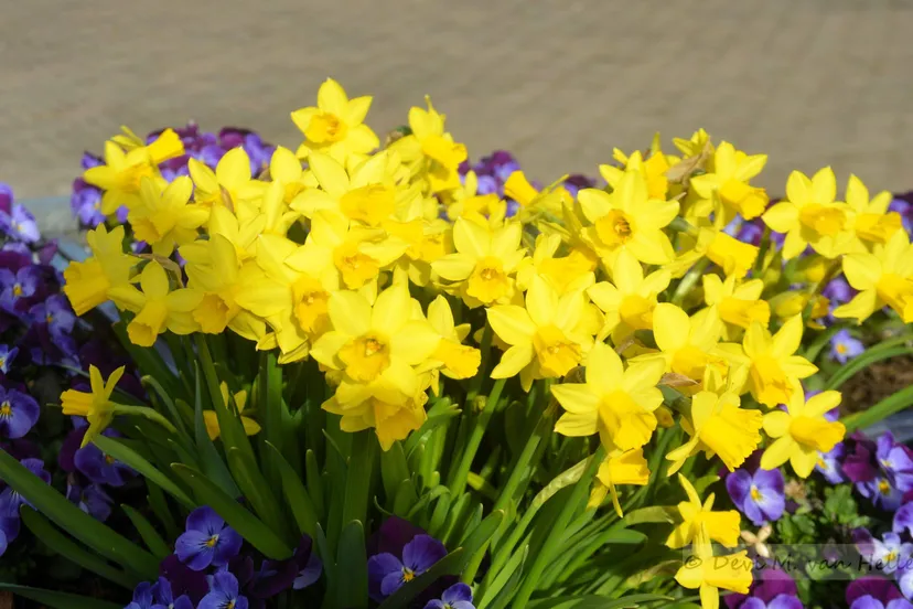 Narcissen, voorjaar (1)